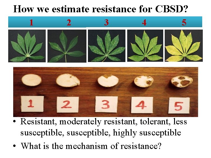 How we estimate resistance for CBSD? 1 2 3 4 5 • Resistant, moderately