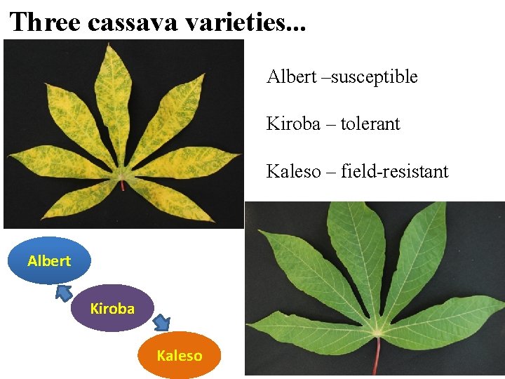 Three cassava varieties. . . Albert –susceptible Kiroba – tolerant Kaleso – field-resistant Albert