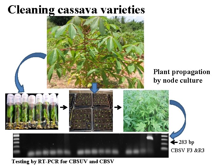 Cleaning cassava varieties Plant propagation by node culture 283 bp CBSV F 3 &R