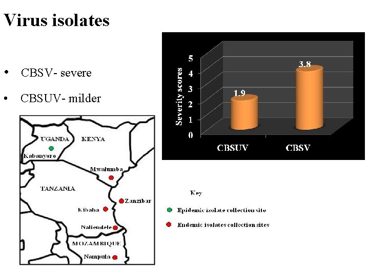 Virus isolates • CBSV- severe • CBSUV- milder 