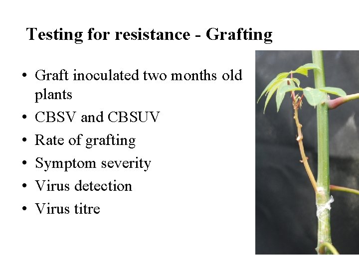 Testing for resistance - Grafting • Graft inoculated two months old plants • CBSV