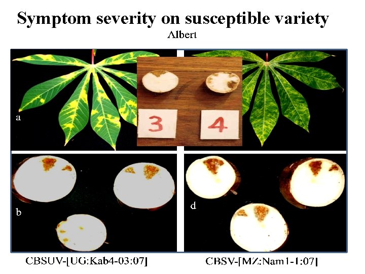 Symptom severity on susceptible variety 