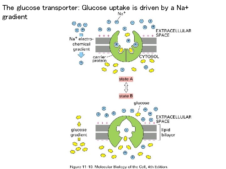 The glucose transporter: Glucose uptake is driven by a Na+ gradient 