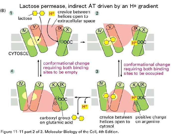 Lactose permease, indirect AT driven by an H+ gradient 
