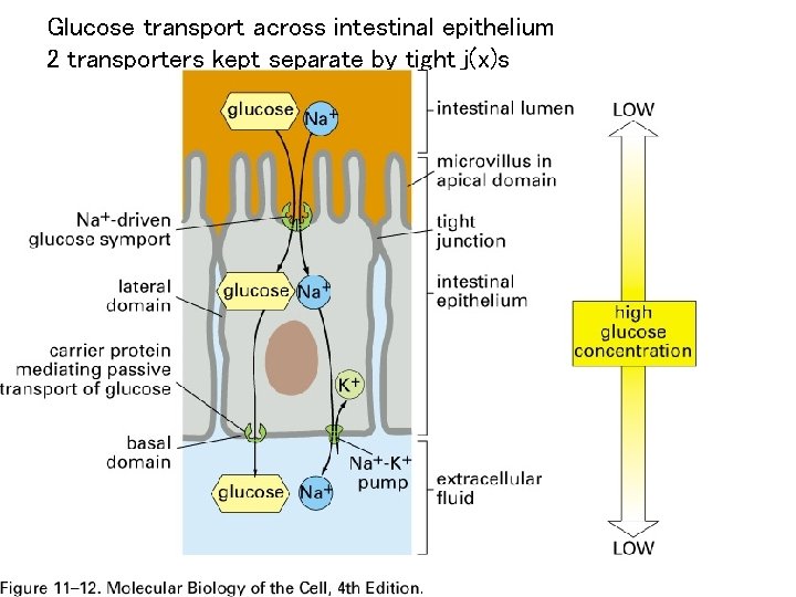 Glucose transport across intestinal epithelium 2 transporters kept separate by tight j(x)s 