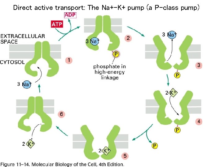 Direct active transport: The Na+-K+ pump (a P-class pump) 