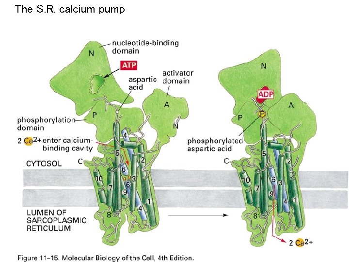 The S. R. calcium pump 