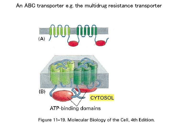 An ABC transporter e. g. the multidrug resistance transporter 