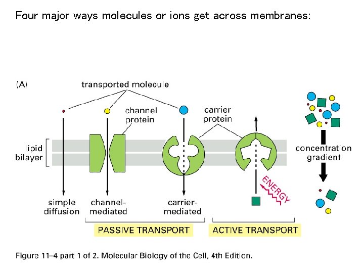 Four major ways molecules or ions get across membranes: 