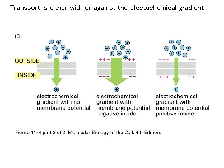 Transport is either with or against the electochemical gradient 