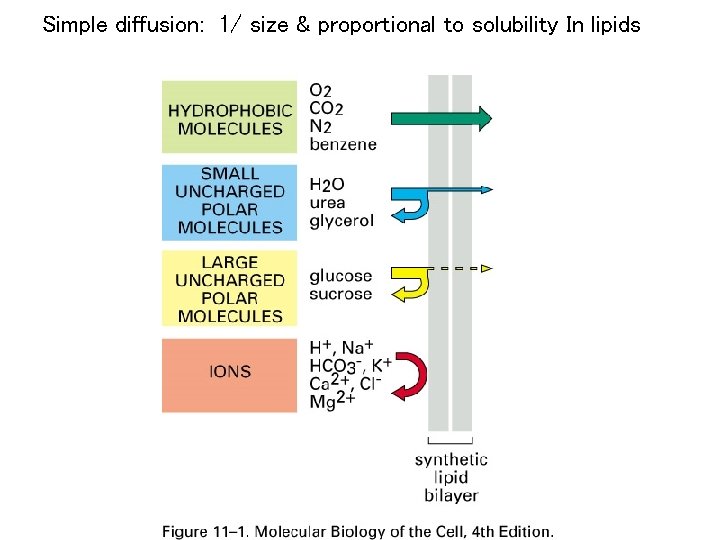 Simple diffusion: 1/ size & proportional to solubility In lipids 
