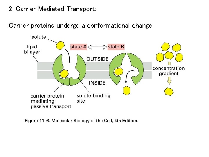 2. Carrier Mediated Transport: Carrier proteins undergo a conformational change 