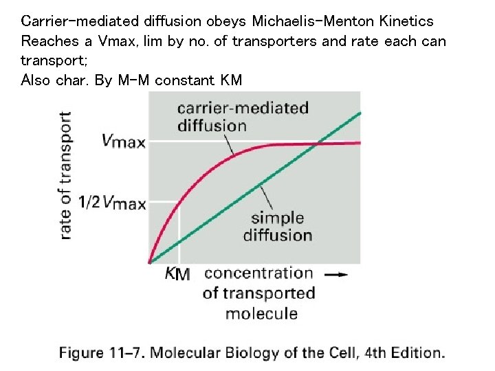 Carrier-mediated diffusion obeys Michaelis-Menton Kinetics Reaches a Vmax, lim by no. of transporters and