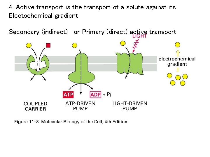 4. Active transport is the transport of a solute against its Electochemical gradient. Secondary