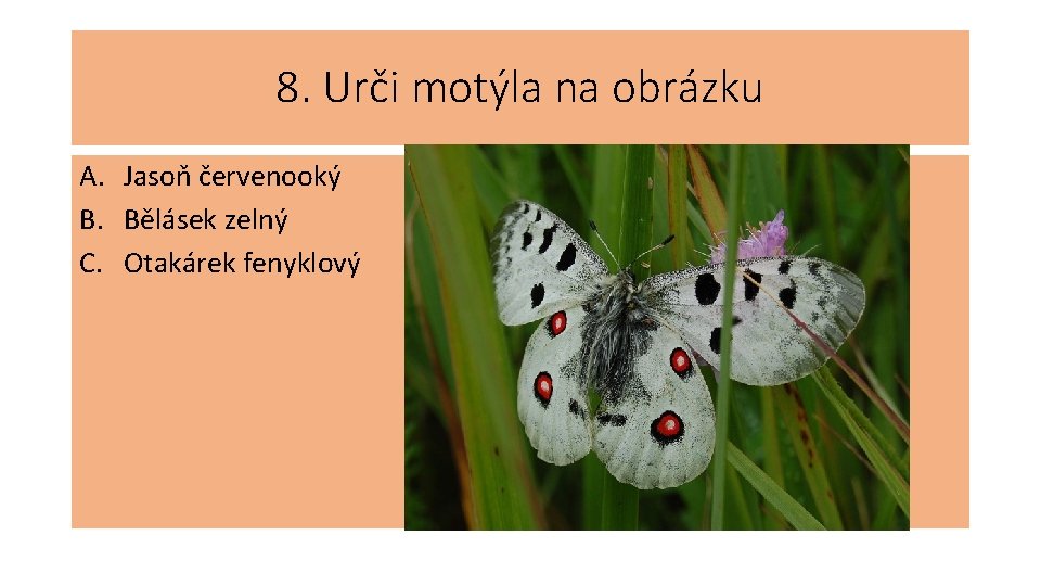 8. Urči motýla na obrázku A. Jasoň červenooký B. Bělásek zelný C. Otakárek fenyklový