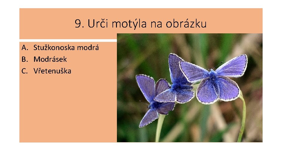 9. Urči motýla na obrázku A. Stužkonoska modrá B. Modrásek C. Vřetenuška 