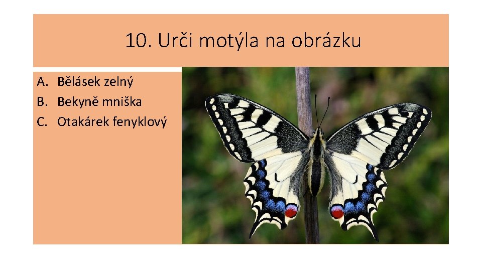 10. Urči motýla na obrázku A. Bělásek zelný B. Bekyně mniška C. Otakárek fenyklový