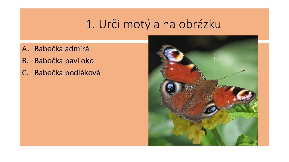 1. Urči motýla na obrázku A. Babočka admirál B. Babočka paví oko C. Babočka