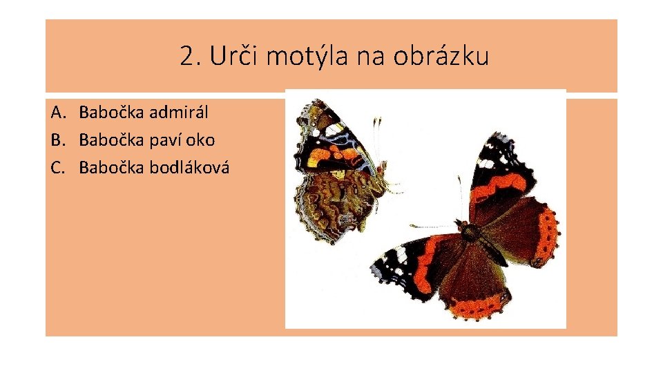 2. Urči motýla na obrázku A. Babočka admirál B. Babočka paví oko C. Babočka