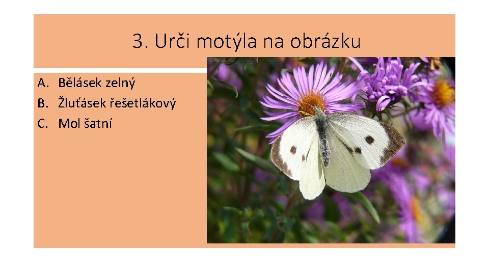 3. Urči motýla na obrázku A. Bělásek zelný B. Žluťásek řešetlákový C. Mol šatní