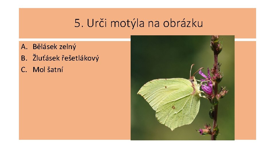 5. Urči motýla na obrázku A. Bělásek zelný B. Žluťásek řešetlákový C. Mol šatní