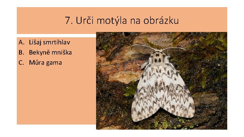 7. Urči motýla na obrázku A. Lišaj smrtihlav B. Bekyně mniška C. Můra gama