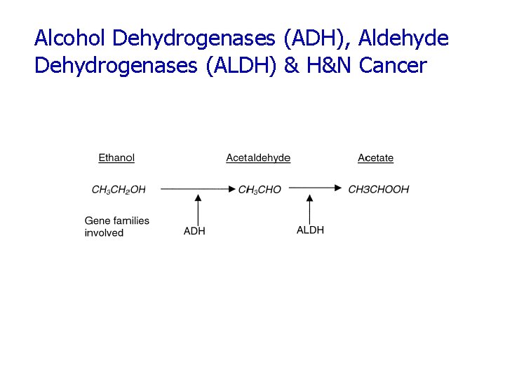 Alcohol Dehydrogenases (ADH), Aldehyde Dehydrogenases (ALDH) & H&N Cancer 