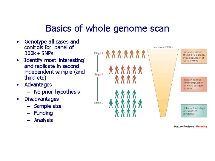 Basics of whole genome scan • • Genotype all cases and controls for panel