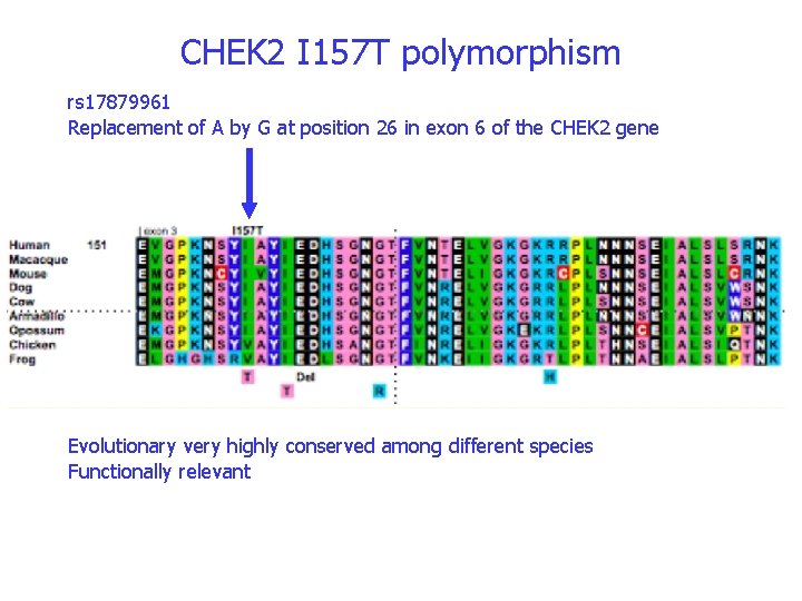 CHEK 2 I 157 T polymorphism rs 17879961 Replacement of A by G at