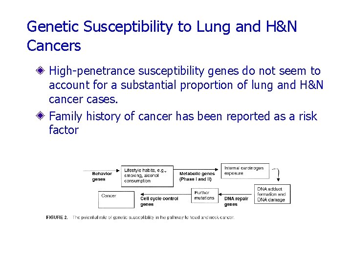 Genetic Susceptibility to Lung and H&N Cancers High-penetrance susceptibility genes do not seem to