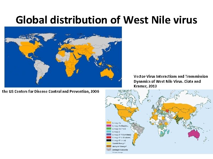 Global distribution of West Nile virus Vector-Virus Interactions and Transmission Dynamics of West Nile