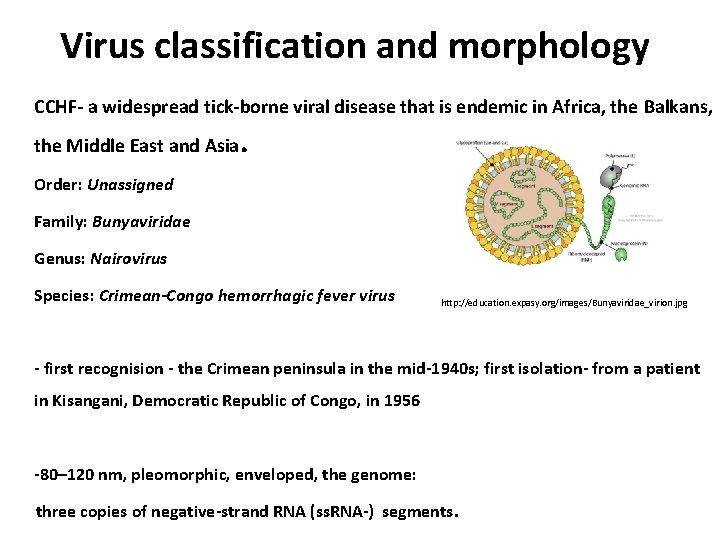 Virus classification and morphology CCHF- a widespread tick-borne viral disease that is endemic in