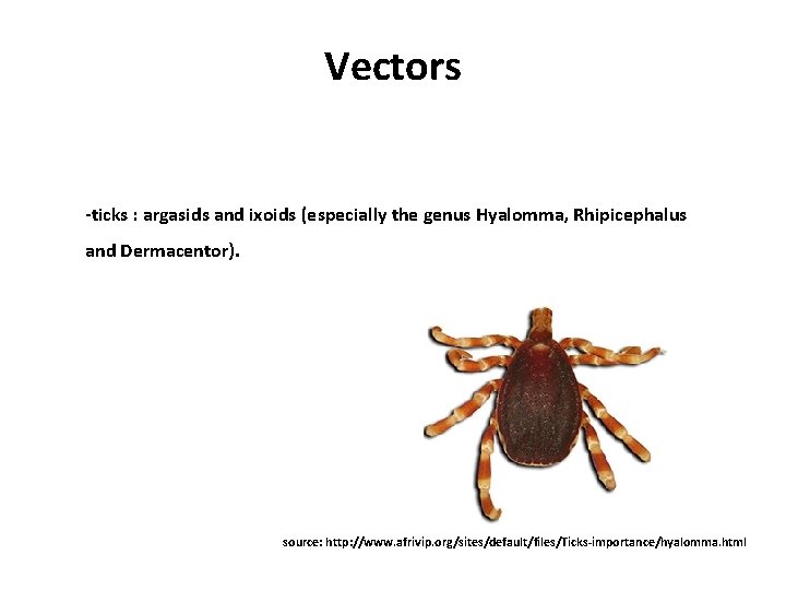 Vectors -ticks : argasids and ixoids (especially the genus Hyalomma, Rhipicephalus and Dermacentor). source: