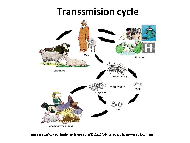 Transsmision cycle source: http: //www. infectionlandscapes. org/2012/10/crimeancongo-hemorrhagic-fever. html 