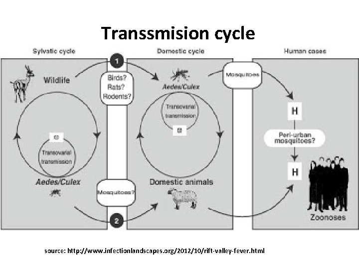 Transsmision cycle source: http: //www. infectionlandscapes. org/2012/10/rift-valley-fever. html 