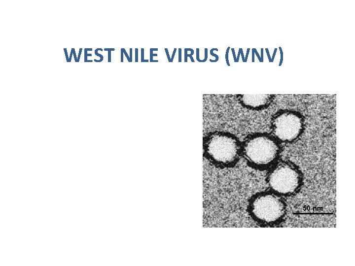 WEST NILE VIRUS (WNV) 