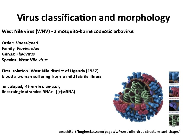 Virus classification and morphology West Nile virus (WNV) - a mosquito-borne zoonotic arbovirus Order: