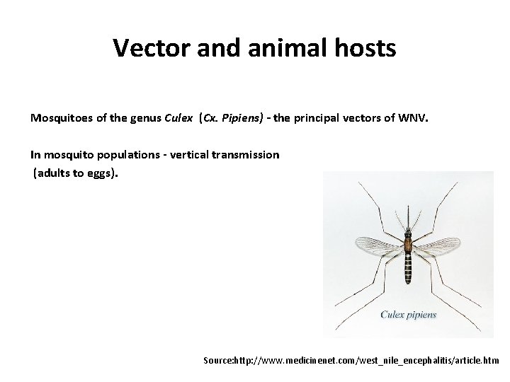 Vector and animal hosts Mosquitoes of the genus Culex (Cx. Pipiens) - the principal