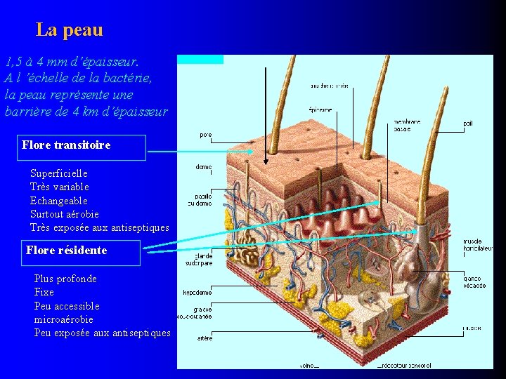 La peau 1, 5 à 4 mm d’épaisseur. A l ’échelle de la bactérie,