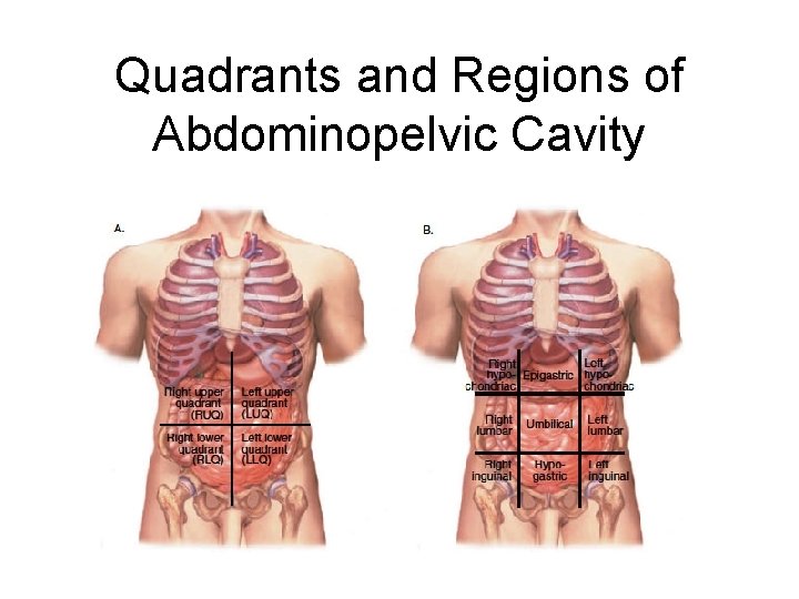 Quadrants and Regions of Abdominopelvic Cavity 