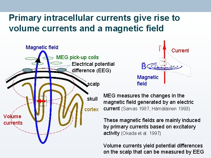 Primary intracellular currents give rise to volume currents and a magnetic field Magnetic field
