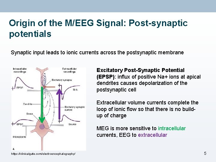 Origin of the M/EEG Signal: Post-synaptic potentials Synaptic input leads to ionic currents across