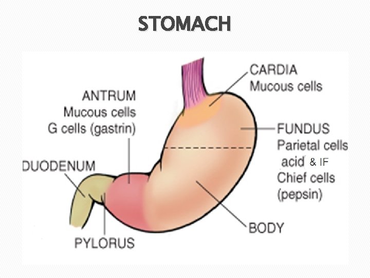 STOMACH 