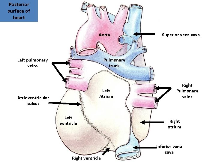 Posterior surface of heart Aorta Left pulmonary veins Superior vena cava Pulmonary trunk Left Posterior surface of heart Aorta Left pulmonary veins Superior vena cava Pulmonary trunk Left