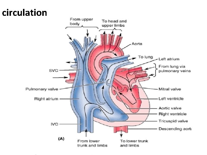 circulation  circulation