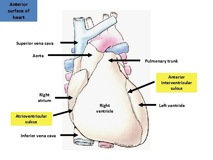 Anterior surface of heart Superior vena cava Aorta Pulmonary trunk Anterior interventricular sulcus Right Anterior surface of heart Superior vena cava Aorta Pulmonary trunk Anterior interventricular sulcus Right
