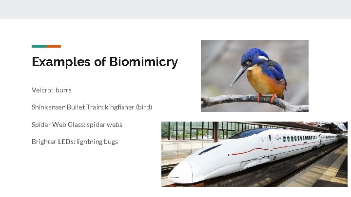 Examples of Biomimicry Velcro: burrs Shinkansen Bullet Train: kingfisher (bird) Spider Web Glass: spider