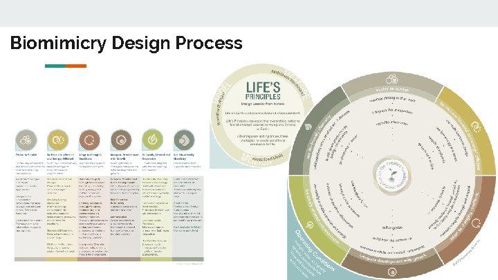 Biomimicry Design Process 