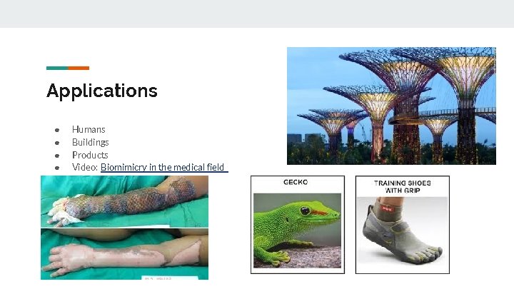 Applications ● ● Humans Buildings Products Video: Biomimicry in the medical field 