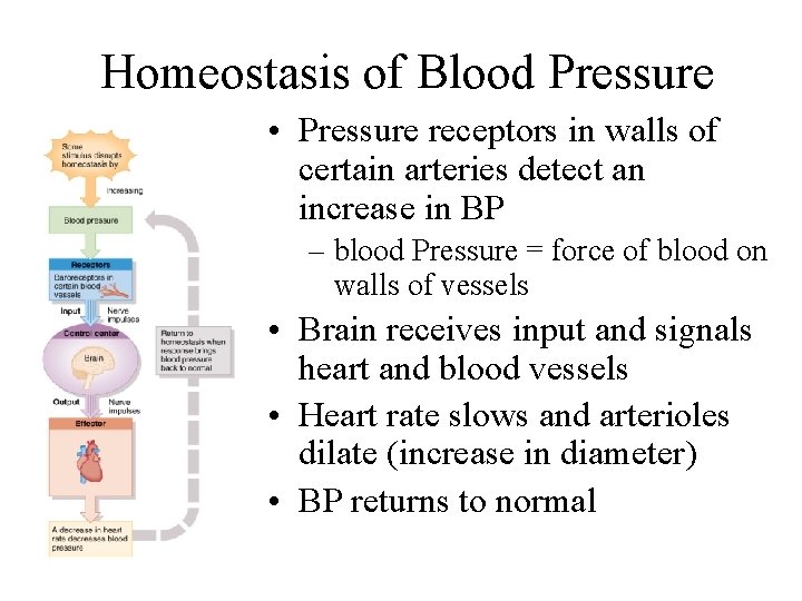 Homeostasis of Blood Pressure • Pressure receptors in walls of certain arteries detect an